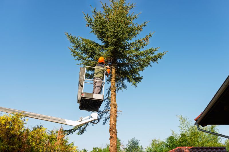 Cedar Tree Trimming