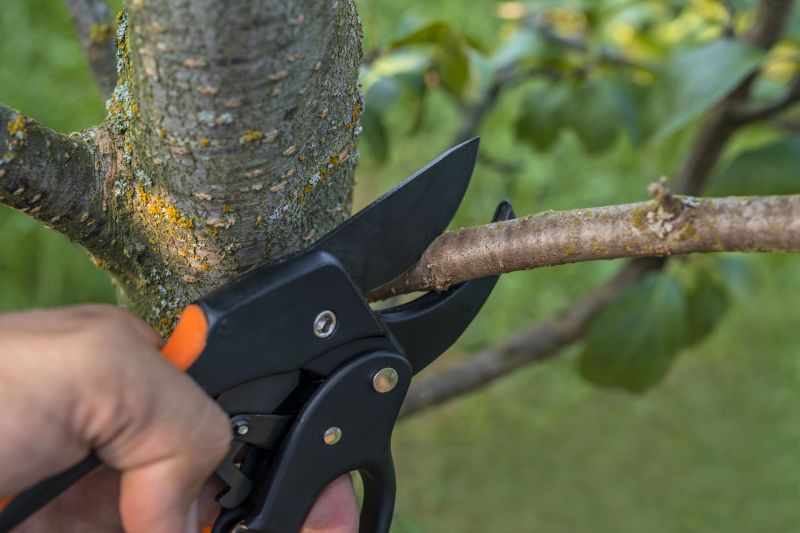 Expert Tree Trimming