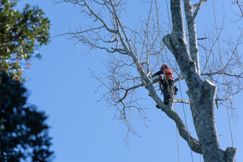 Tree Maintenance Crew