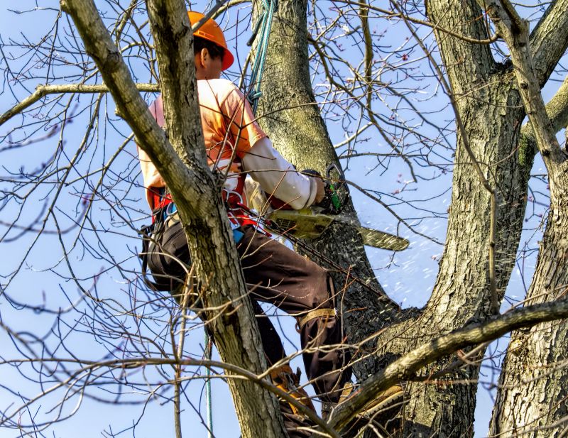 Tree Trimming in Progress