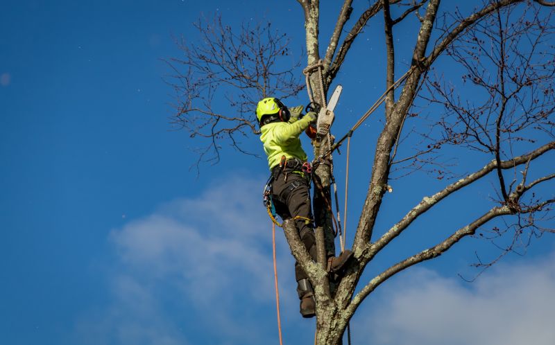 Tree Removal Services