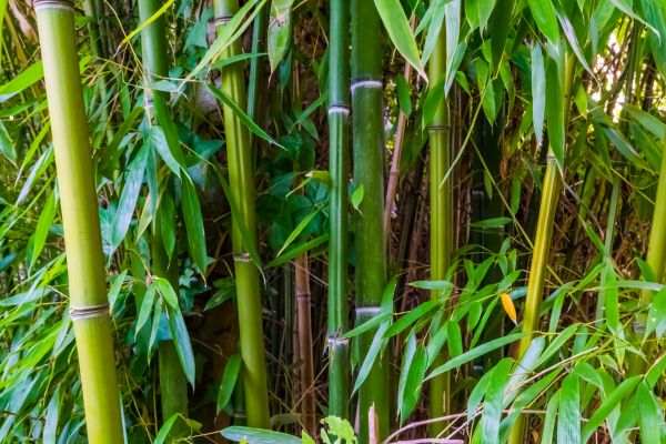 Bamboo Trimming in College Station