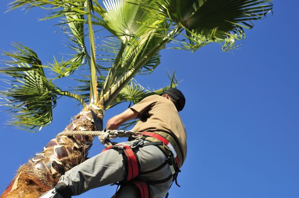 Palm Tree Trimming in College Station