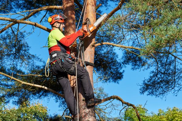 Tree Service in College Station