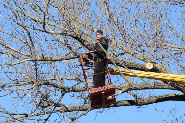Emergency Tree Trimming in College Station