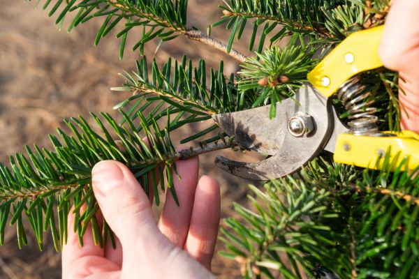 Pine Tree Pruning in College Station