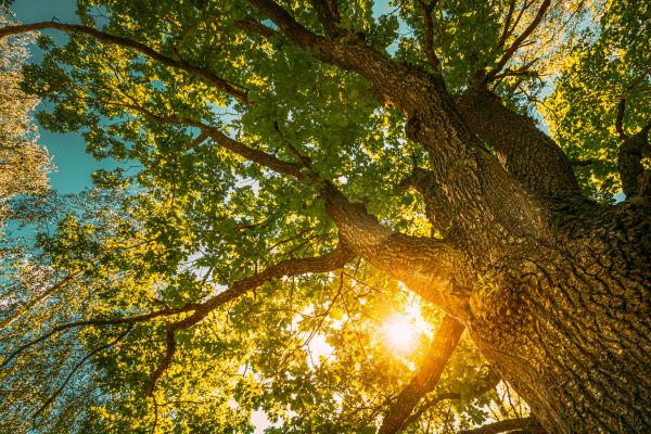 Oak Tree Pruning in College Station