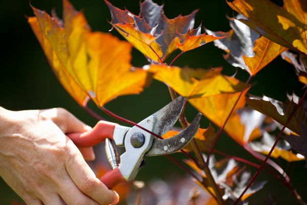 Maple Tree Pruning in College Station