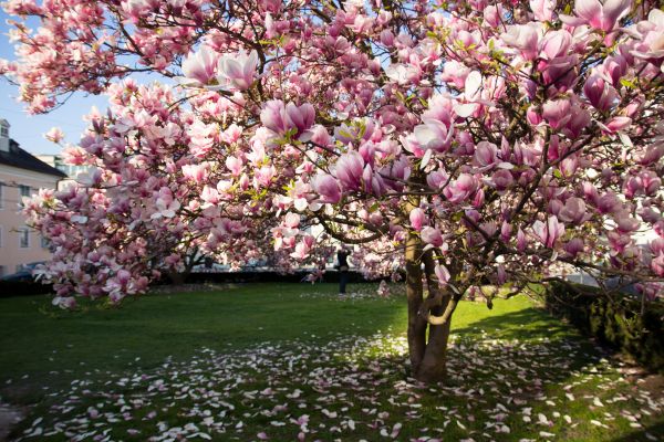 Magnolia Tree Pruning in College Station
