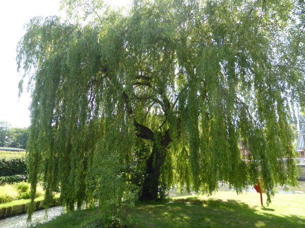 Willow Tree Trimming in College Station