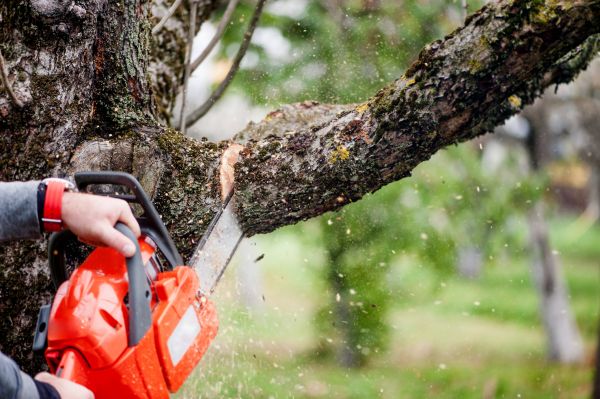 Tree Limbs Removal in College Station