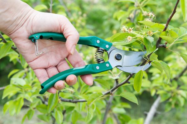 Pear Tree Pruning in College Station
