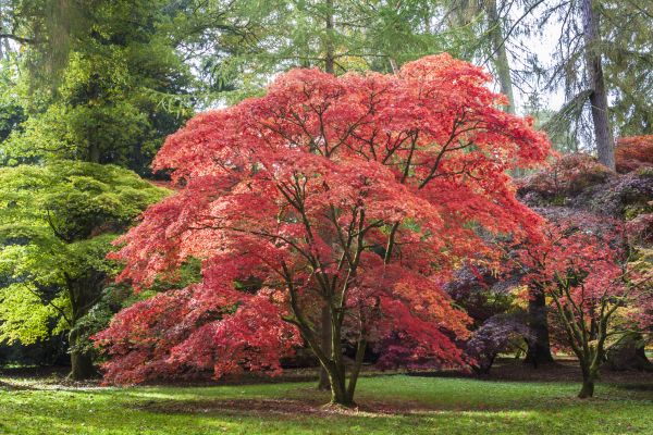 Japanese Maple Pruning in College Station