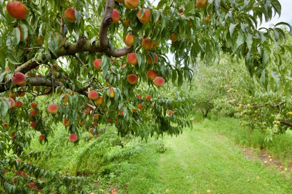 Peach Tree Pruning in College Station