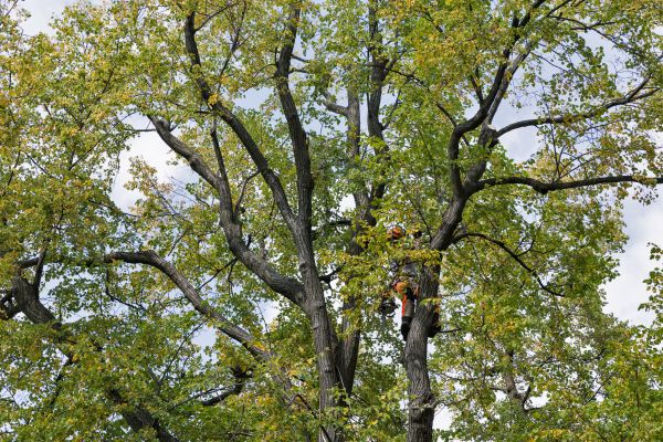 Tree Crown Shaping in College Station