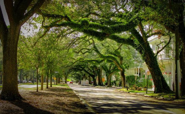 Tree Canopy Thinning in College Station