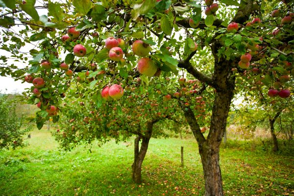 Apple Tree Pruning in College Station