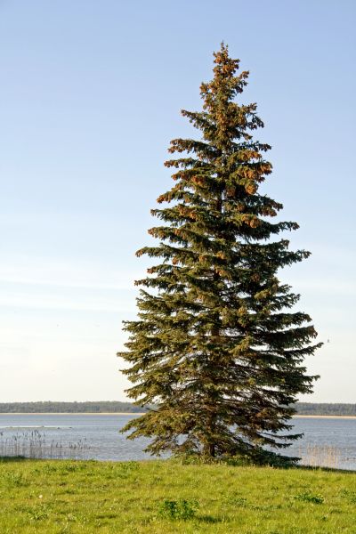 Spruce Tree Pruning in College Station