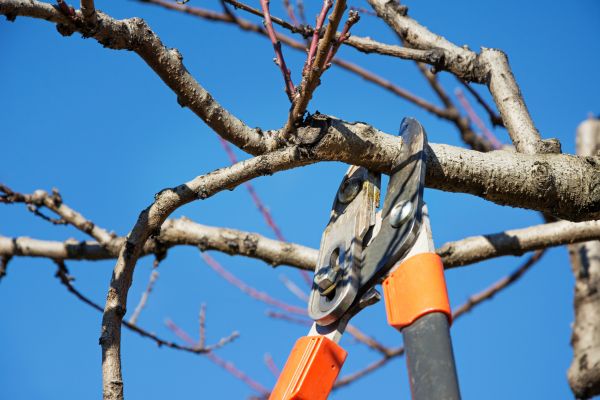 Peach Tree Trimming in College Station