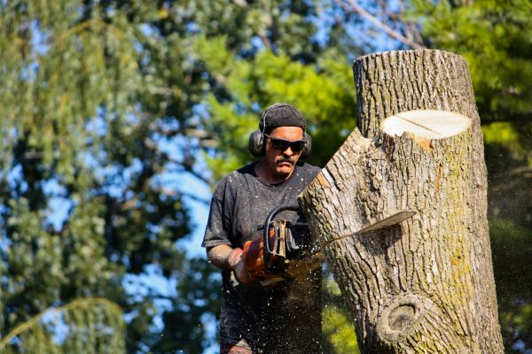 Ash Tree Pruning in College Station
