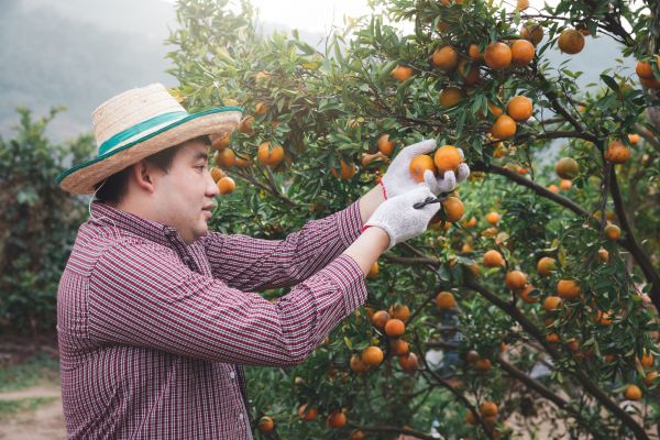Orange Tree Pruning in College Station