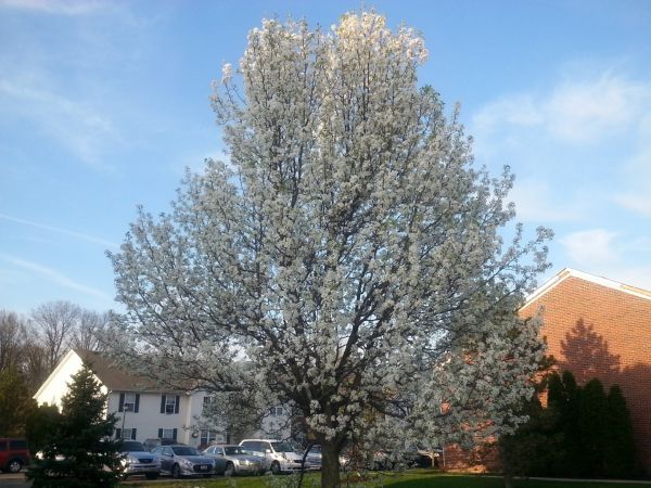 Bradford Pear Tree Pruning in College Station