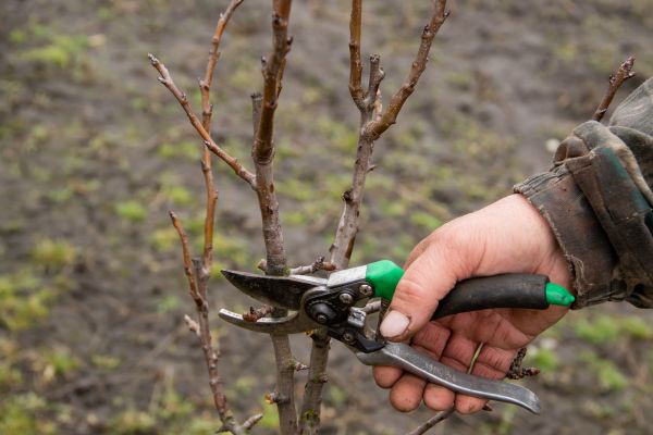 Pear Trees Pruning in College Station