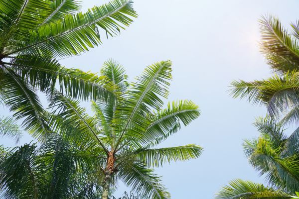 Queen Palm Tree Trimming in College Station
