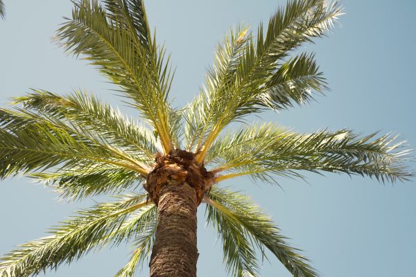 Queen Palm Pruning in College Station