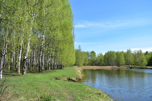 River Birch Pruning in College Station