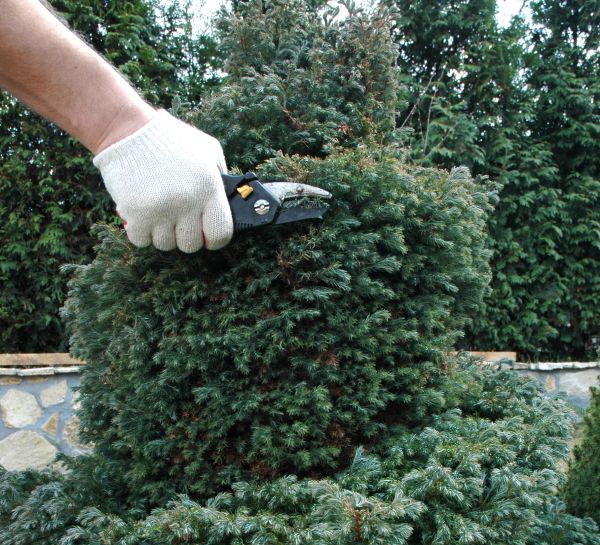 Ornamental Tree Trimming in College Station