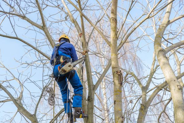 Large Tree Trimming in College Station